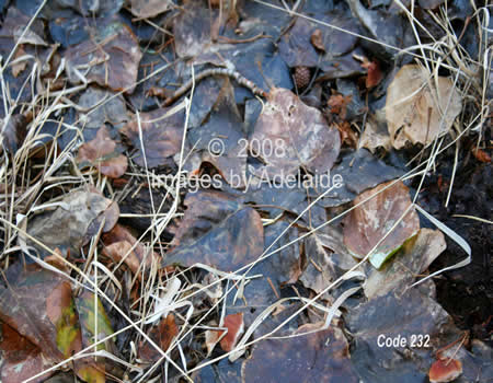 Frost Covered Leaves